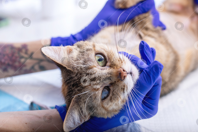 Скачать Человек в синих перчатках осматривает кошку на предмет безопасности фотосток Ozero