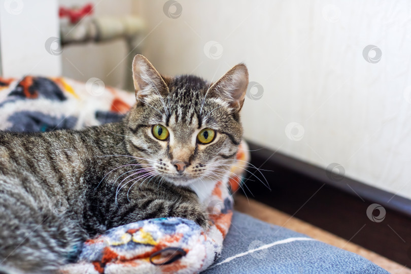 Скачать Симпатичный кот лежит на мягком одеяле и смотрит в камеру фотосток Ozero