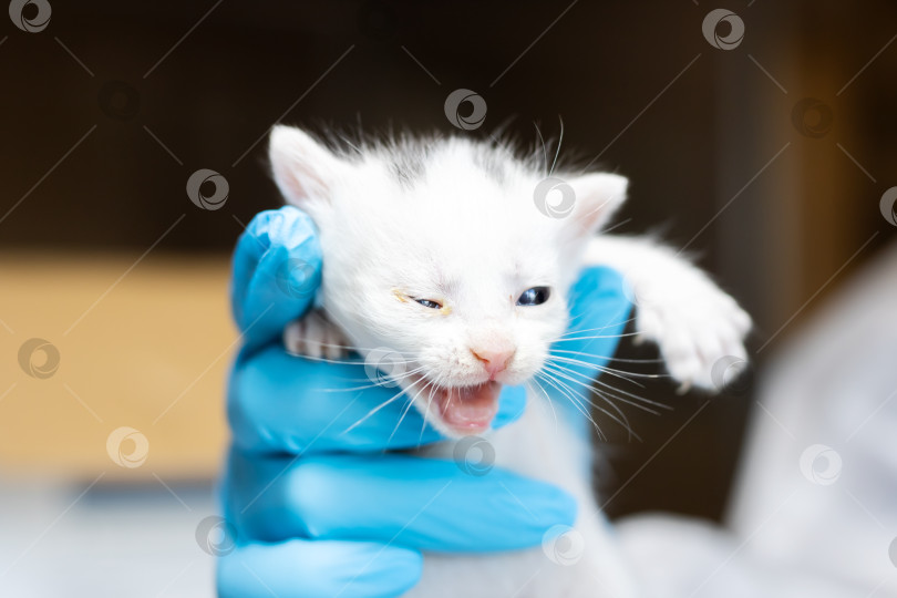 Скачать Милого и любопытного Котенка Нежно держат в руках в перчатках фотосток Ozero