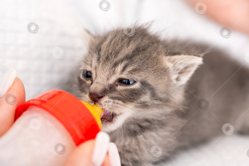 Скачать Очаровательный и любящий котенок, кормящийся из бутылочки, такой милый фотосток Ozero