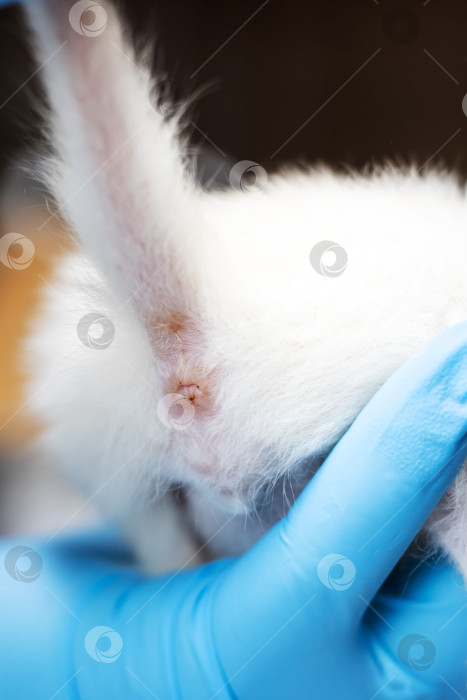Скачать Ветеринар тщательно проверяет состояние ушей кролика фотосток Ozero