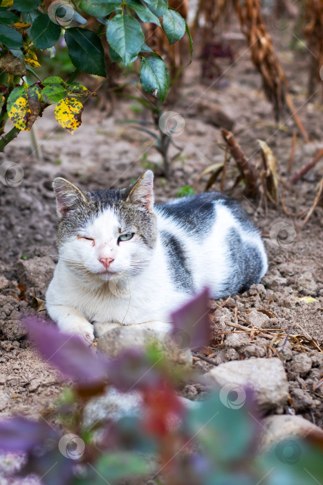 Скачать Очаровательная кошка, спокойно отдыхающая в прекрасном саду фотосток Ozero