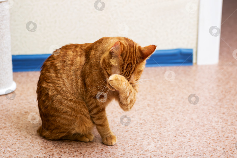 Скачать Игривый Рыжий Кот, Радостно ухаживающий за Собой и излучающий Радостную энергию фотосток Ozero