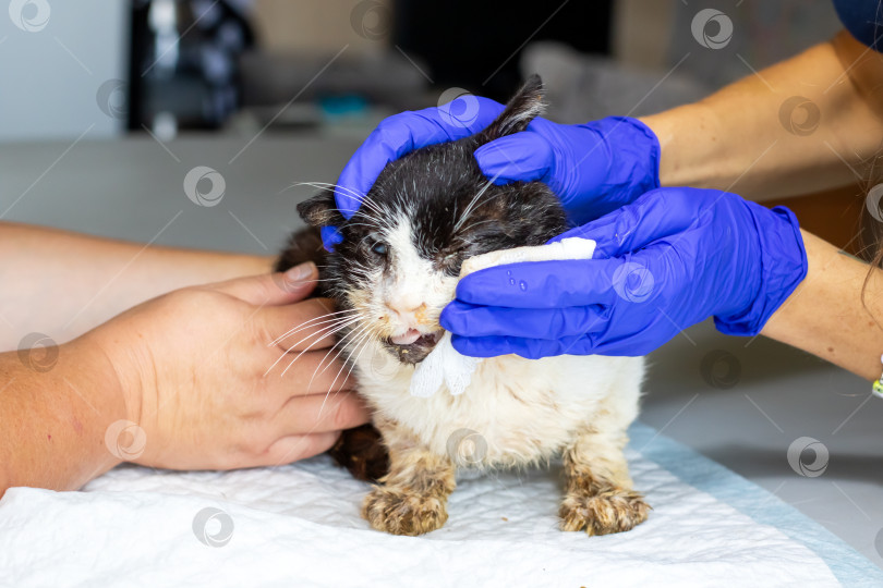 Скачать Ветеринарная помощь коту-спасателю с гигиенической обработкой фотосток Ozero