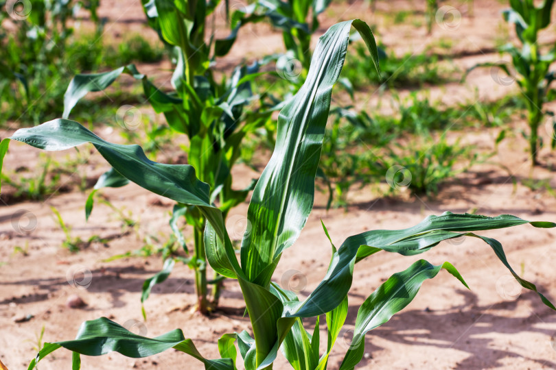 Скачать Подробный вид крупным планом кукурузы, цветущей в поле фотосток Ozero