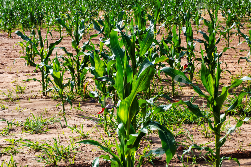 Скачать В грязи растет яркое поле молодой кукурузы фотосток Ozero