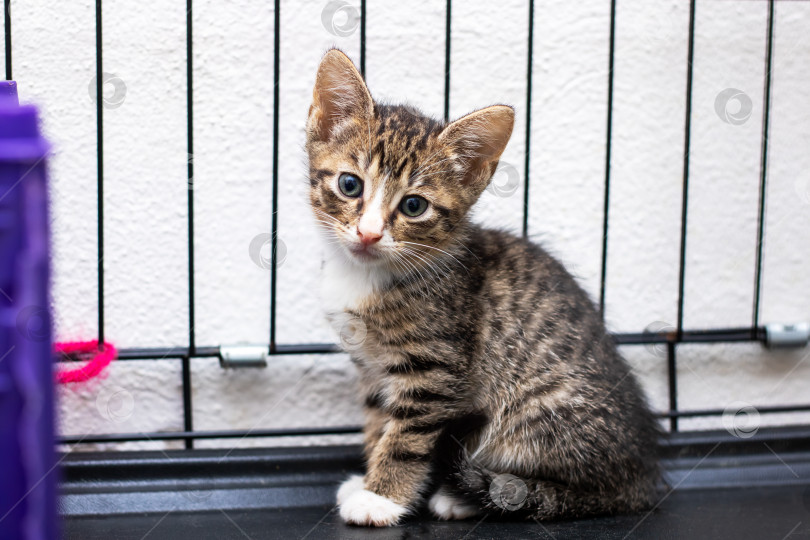Скачать Маленький котенок сидит в клетке и смотрит прямо в камеру фотосток Ozero
