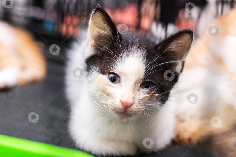Скачать Черно-белый котенок с любопытством смотрит прямо в камеру фотосток Ozero