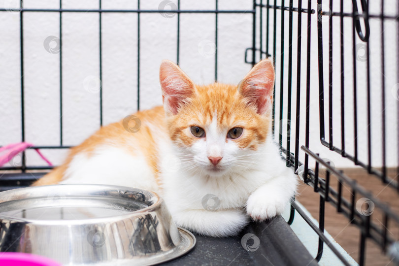 Скачать Оранжево-белая кошка сидит в клетке рядом с миской для еды фотосток Ozero