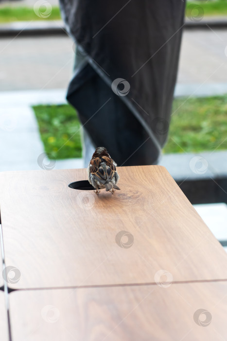 Скачать Художественная деревянная настольная витрина с уникальным декоративным предметом фотосток Ozero