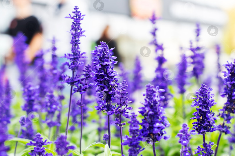 Скачать Яркие и жизнерадостные фиолетовые цветы шалфея, распускающиеся в залитом солнцем саду фотосток Ozero