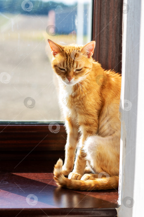 Скачать Очаровательная Рыжая кошка, уютно расположившаяся на солнышке у окна фотосток Ozero
