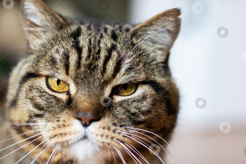Скачать Портрет коричневой полосатой кошки крупным планом с желтыми глазами и усами фотосток Ozero