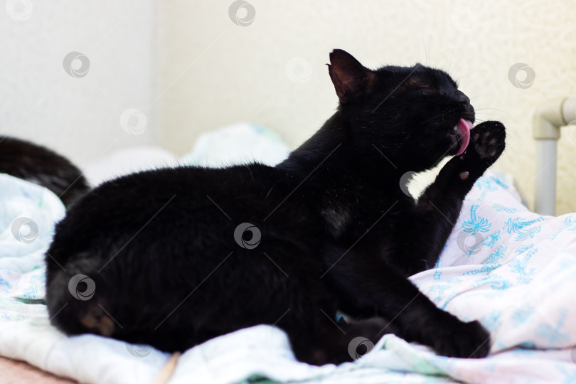 Скачать Игривая черная кошка ухаживает за собой с большой тщательностью и сосредоточенностью фотосток Ozero