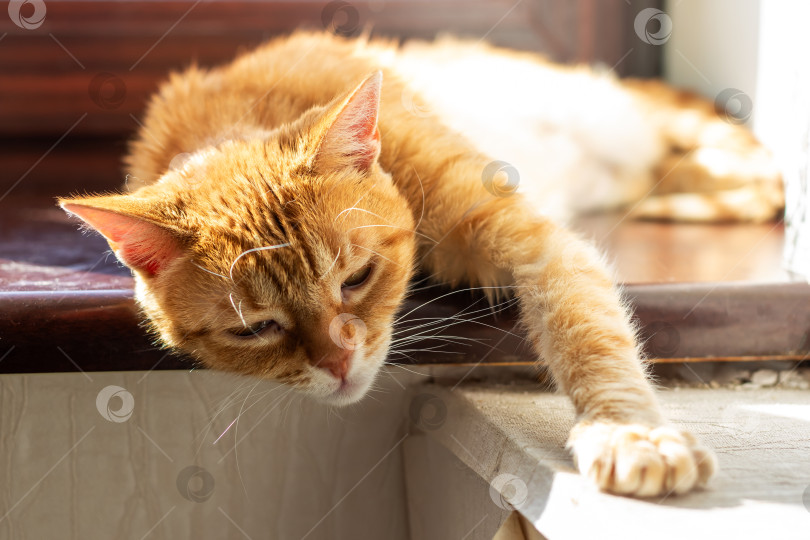 Скачать Ленивый Рыжий Кот наслаждается мирным отдыхом на солнышке фотосток Ozero