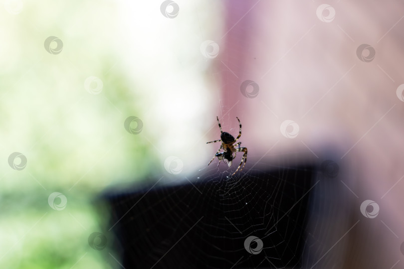 Скачать Паук-шар-ткач на тонкой паутине, небольшая глубина резкости фотосток Ozero