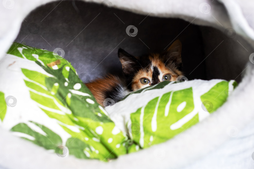 Скачать Игривый Ситцевый Котик Уютно устроился в уютной постельке фотосток Ozero