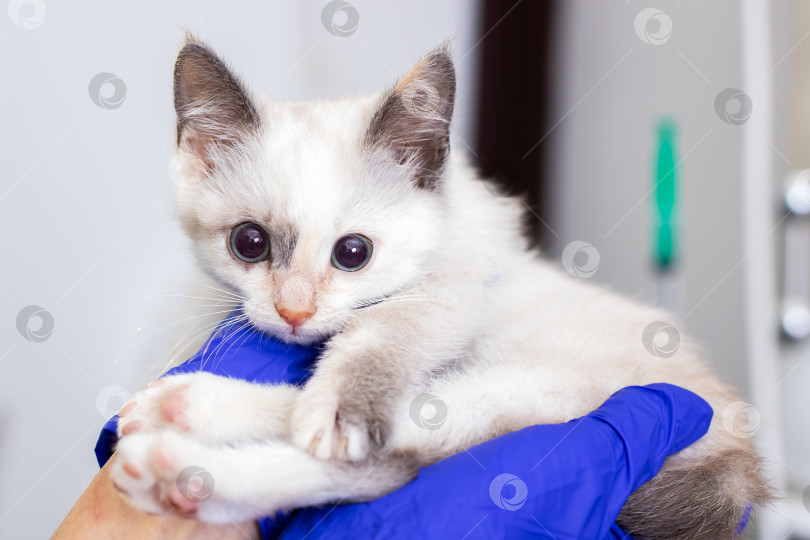 Скачать Сиамский котенок в перчатках - Портрет ветеринара крупным планом фотосток Ozero