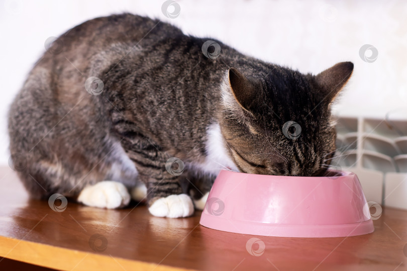 Скачать Полосатый кот ест из розовой миски на деревянном столе крупным планом фотосток Ozero