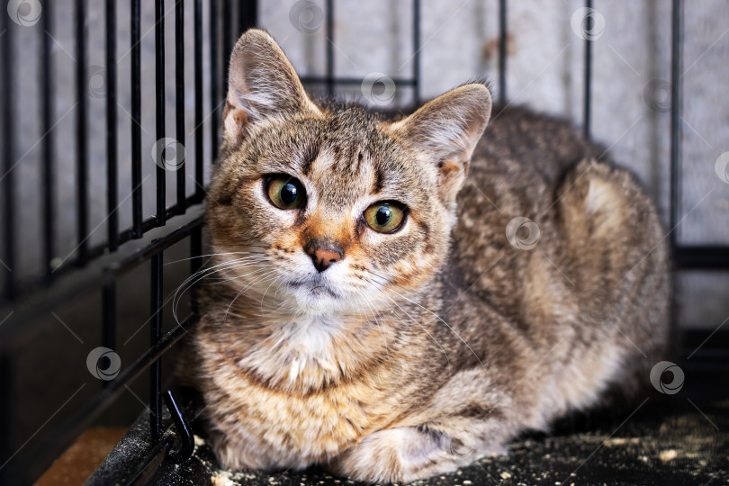 Скачать Полосатая кошка в клетке-укрытии - портрет домашней кошки крупным планом фотосток Ozero