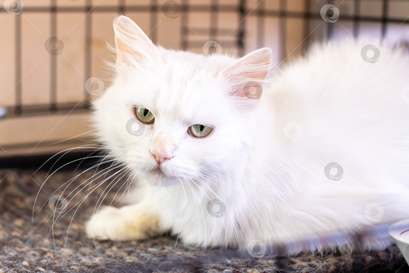 Скачать Белая длинношерстная кошка, лежащая на ковре в помещении, Портрет фотосток Ozero