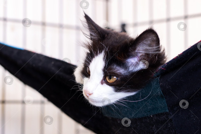 Скачать Котенок в смокинге отдыхает в гамаке в клетке приюта для животных фотосток Ozero