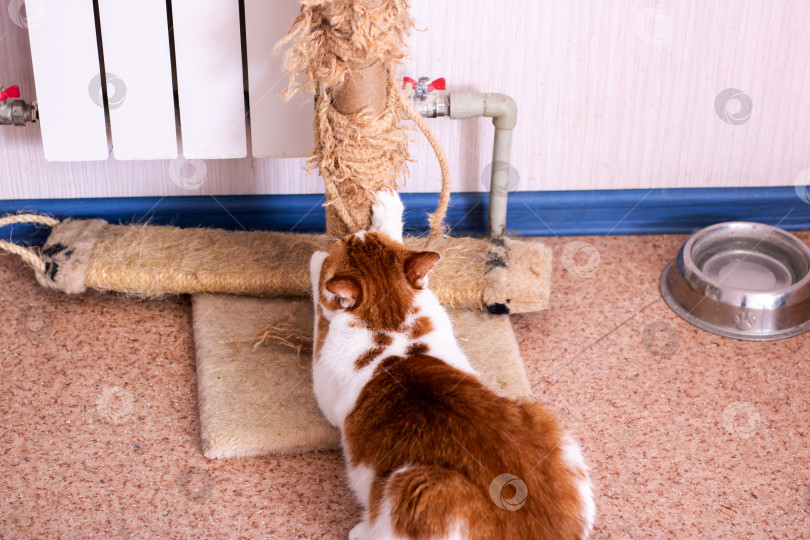 Скачать Рыжий и белый кот с когтеточкой в уютном домашнем интерьере фотосток Ozero