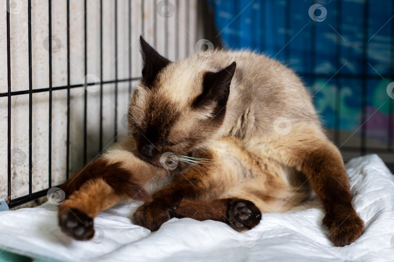 Скачать Уход за сиамской кошкой в клетке-укрытии на белом полотенце фотосток Ozero