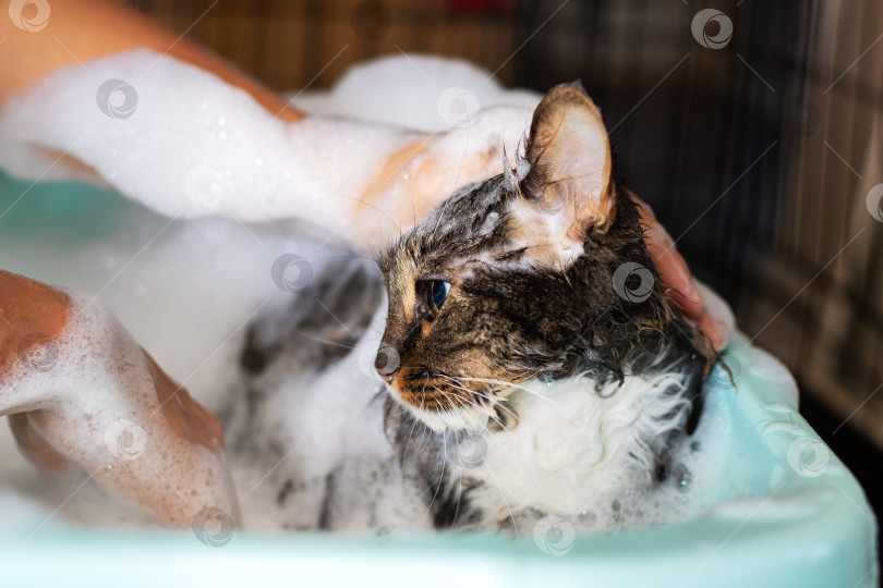 Скачать Полосатая кошка в ванне с пеной, которую владелец нежно моет - Уход за домашними животными фотосток Ozero