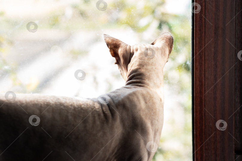 Скачать Безволосый кот с уникальными чертами лица смотрит в окно фотосток Ozero