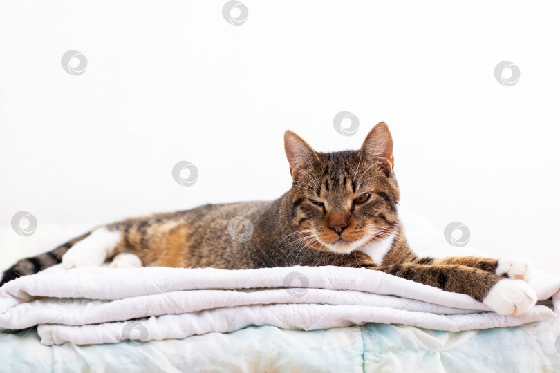 Скачать Кошка мирно дремлет на уютном одеяле с закрытыми глазами фотосток Ozero