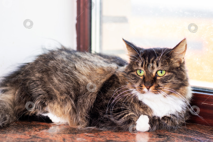 Скачать Кошка, развалившаяся на подоконнике, с любопытством смотрит в камеру фотосток Ozero