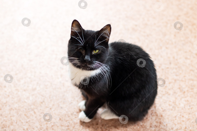 Скачать Прямо сейчас на полу уютно устроился черно-белый кот фотосток Ozero