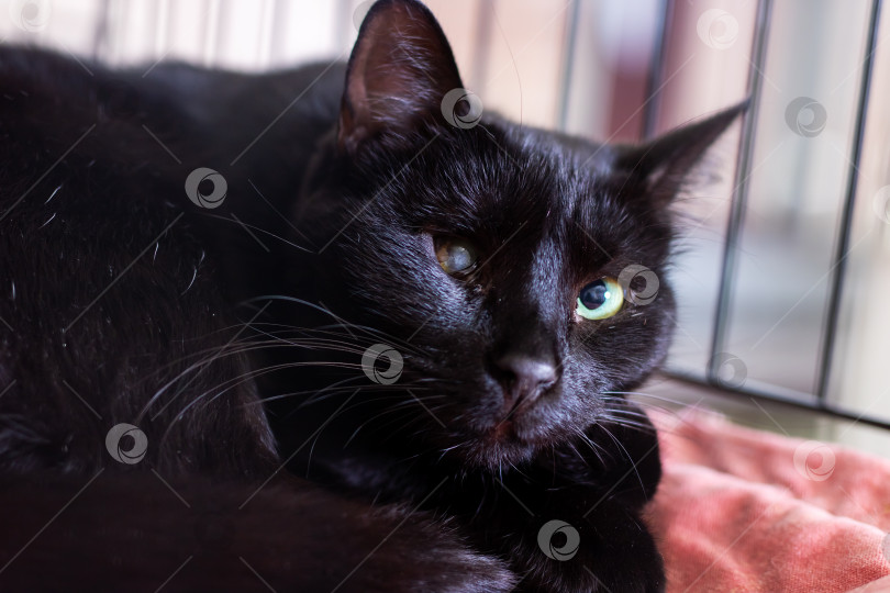 Скачать Черная кошка с яркими желтыми глазами уютно лежит в клетке фотосток Ozero