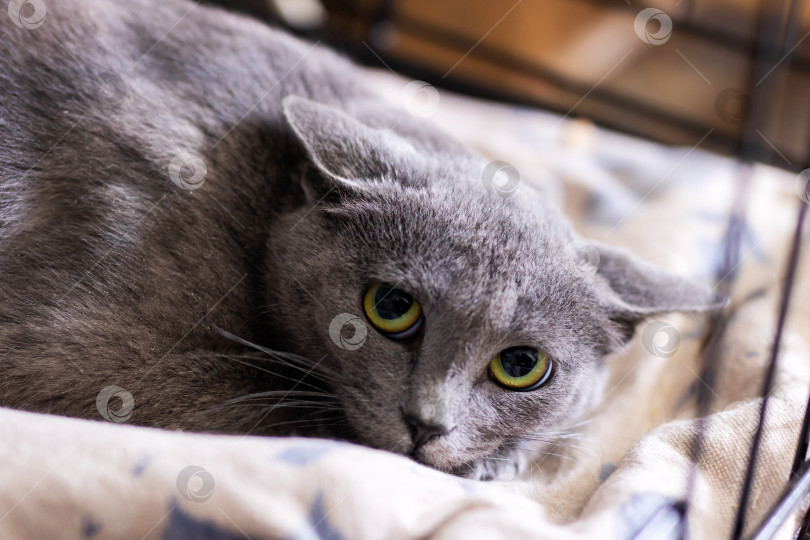 Скачать Красивая серая кошка с поразительными желтыми глазами лениво лежит на кровати фотосток Ozero