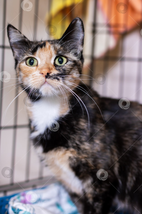 Скачать Пестрый кот сидит в клетке и пристально смотрит в камеру фотосток Ozero