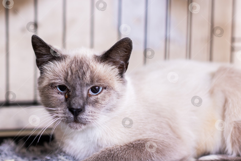 Скачать Прелестная кошечка в данный момент лежит в клетке и пристально смотрит в камеру фотосток Ozero