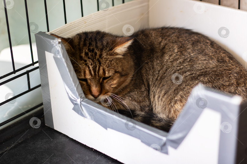 Скачать Маленькая серая кошечка уютно спит в картонной коробке фотосток Ozero