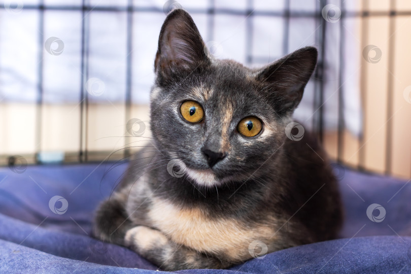 Скачать Милая кошка с желтыми глазами лежит на мягком голубом одеяле фотосток Ozero