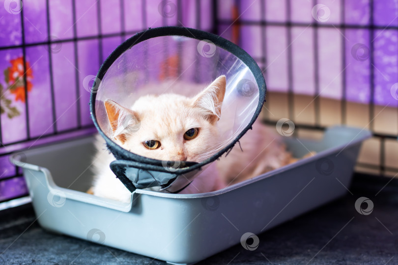 Скачать Кошка, на которую надет пластиковый колпачок, сидит в ящике для мусора фотосток Ozero