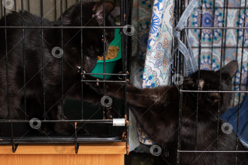 Скачать В клетке с зеленой миской с кормом живут две черные кошки фотосток Ozero