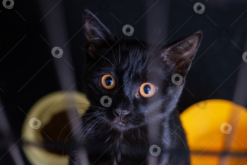 Скачать Красивая черная кошка с потрясающими оранжевыми глазами смотрит в камеру фотосток Ozero