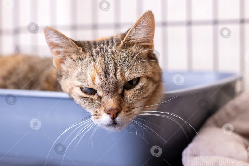 Скачать Кошка удобно лежит в ящике для мусора и смотрит прямо в камеру фотосток Ozero