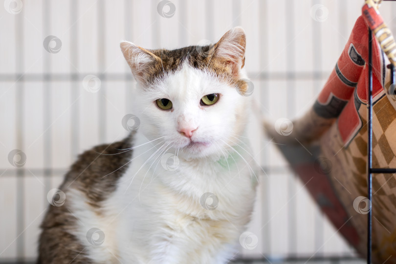 Скачать Коричнево-белая кошка сидит в клетке и смотрит в камеру фотосток Ozero