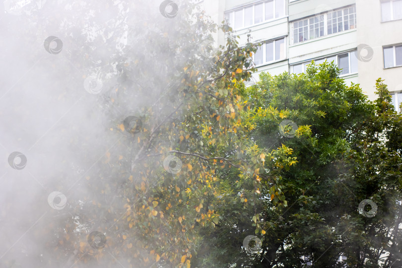 Скачать Городской утренний туман среди деревьев и окон жилых домов фотосток Ozero