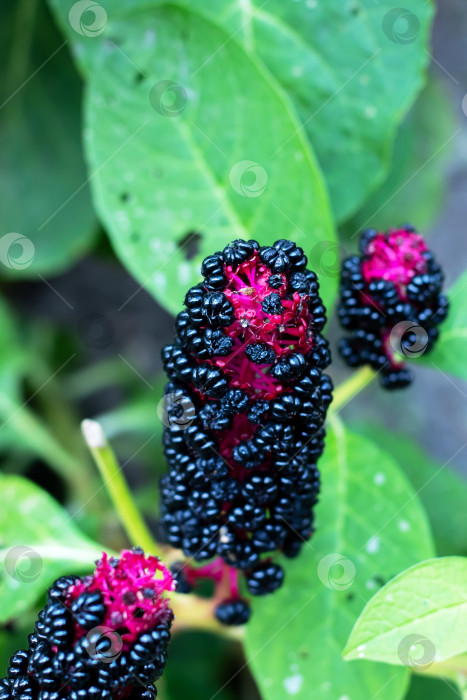Скачать Ягоды кипрея крупным планом - Яркие черные и пурпурные гроздья фотосток Ozero