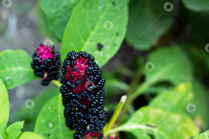 Скачать Крупный план растения с черными ягодами и ярко-красной сердцевиной фотосток Ozero