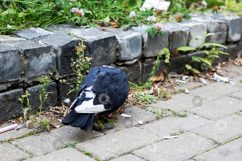 Скачать Городской голубь кормится на тротуаре рядом с каменной стеной фотосток Ozero