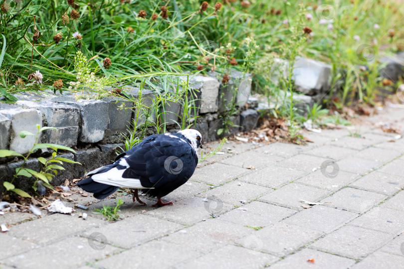 Скачать На кирпичном тротуаре стоит поразительный черно-белый голубь фотосток Ozero