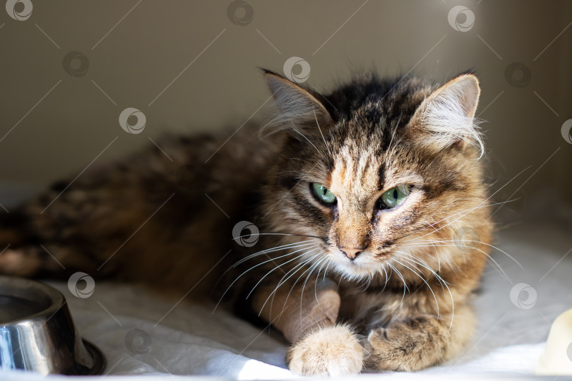 Скачать Красивая кошка с поразительными зелеными глазами лежит рядом с блестящей металлической миской фотосток Ozero